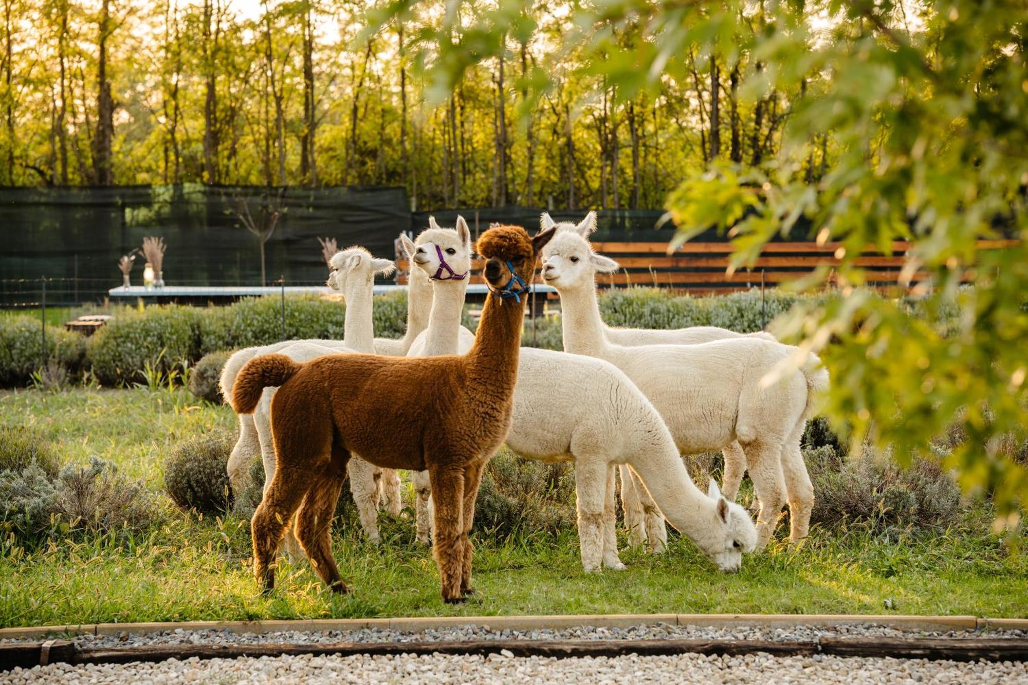 The Tribe Alpaca Retreat Hotel Brăneşti Kültér fotó