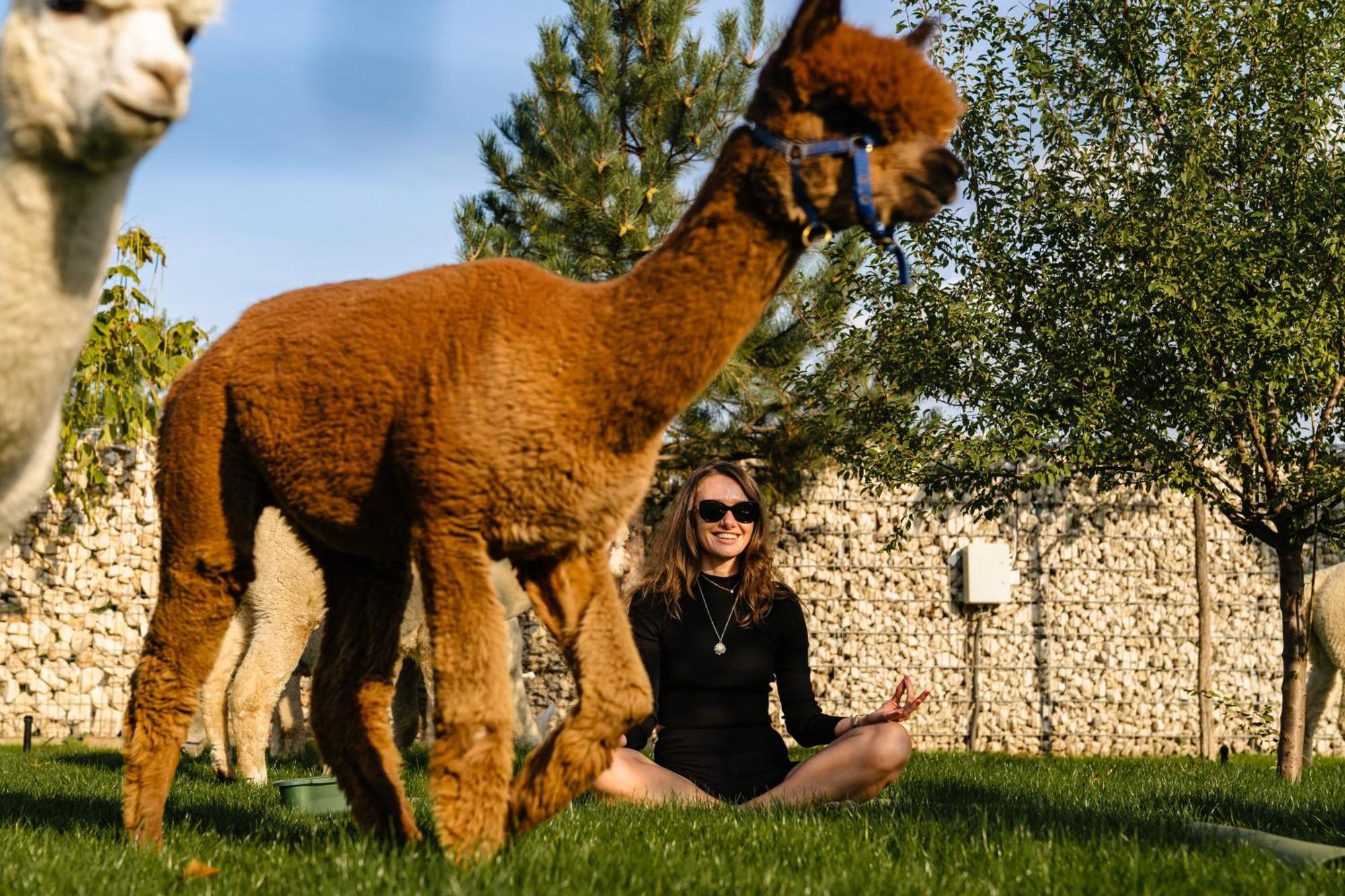 The Tribe Alpaca Retreat Hotel Brăneşti Kültér fotó